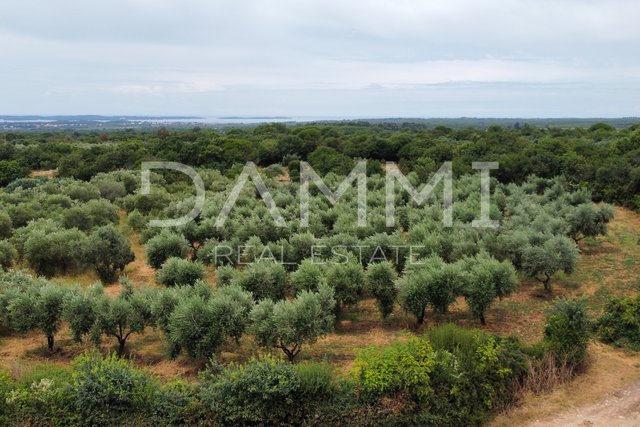 ISTRIA, GALIŽANA- MASLINIK 2082m2 ON THE EDGE OF URBANIZATION