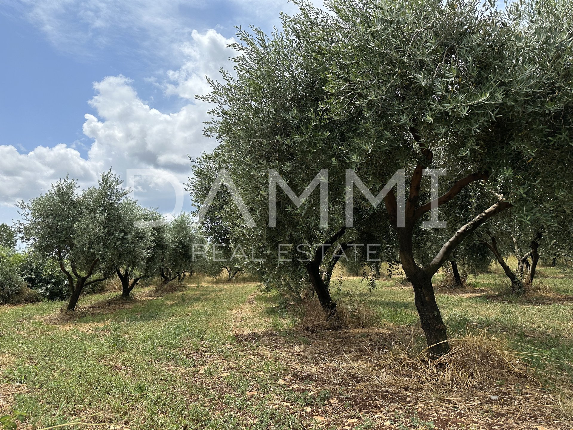 ISTRIEN, GALIŽANA-MASLINIK 2082m2 AM RAND DER URBANISIERUNG