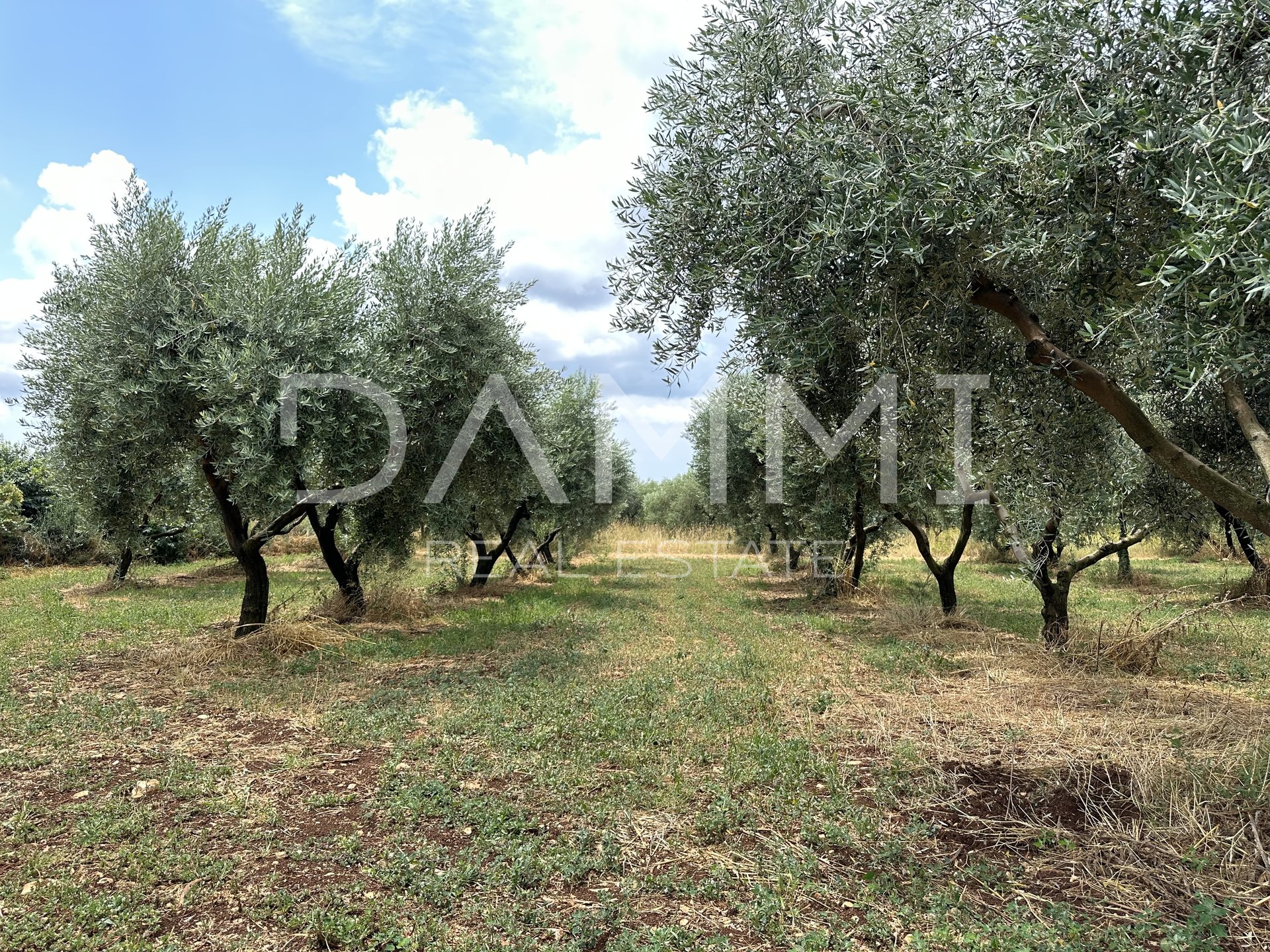 ISTRIEN, GALIŽANA-MASLINIK 2082m2 AM RAND DER URBANISIERUNG