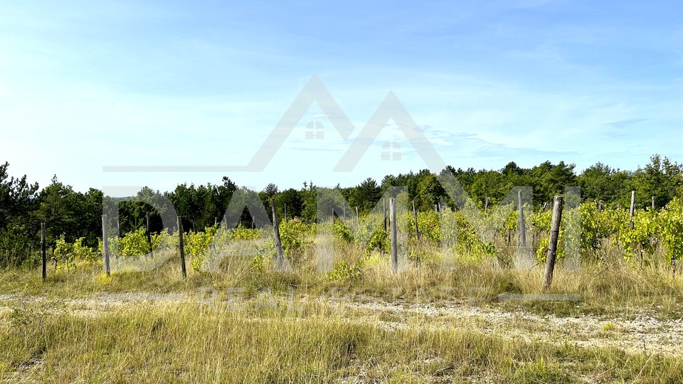 CENTRAL ISTRIA - Agricultural land 50,860 m2 with an panoramic view