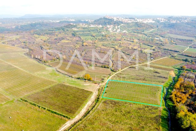 ISTRA, BUJE - Savršen vinograd na odličnoj lokaciji 9350 m2