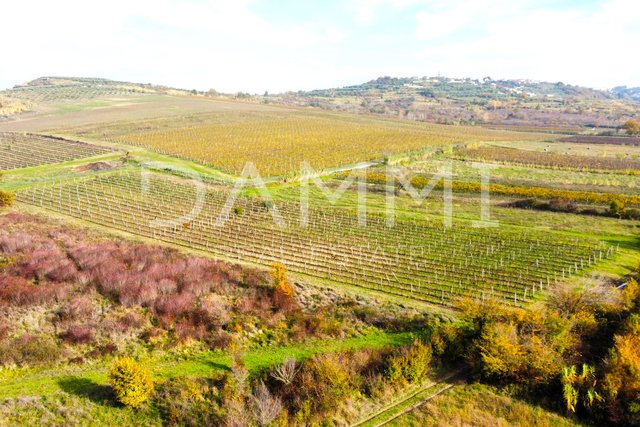 ISTRIA, BUJE - Vineyard on perfect location near Buje