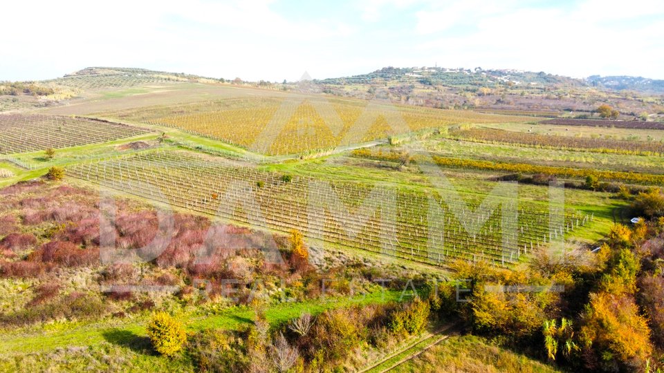 ISTRA, BUJE - Savršen vinograd na odličnoj lokaciji 7600 m2