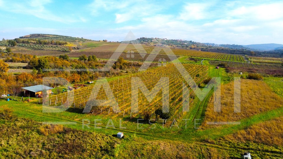 ISTRA, BUJE - Savršen vinograd na odličnoj lokaciji 10720 m2