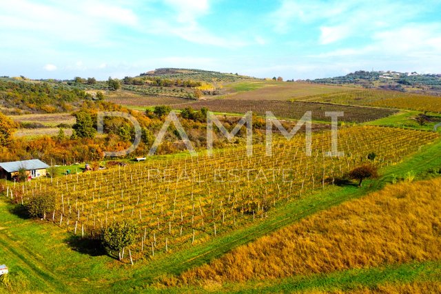 ISTRIA, BUJE - Vineyard on perfect location near Buje 10720 m2